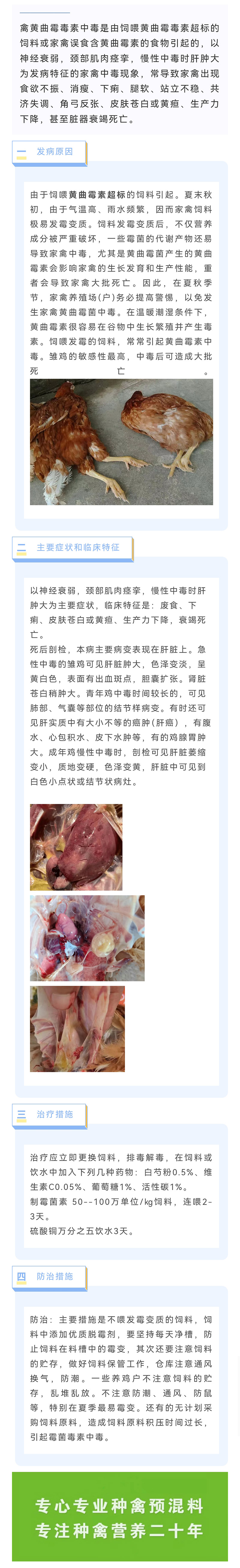 鸡黄曲霉毒素中毒