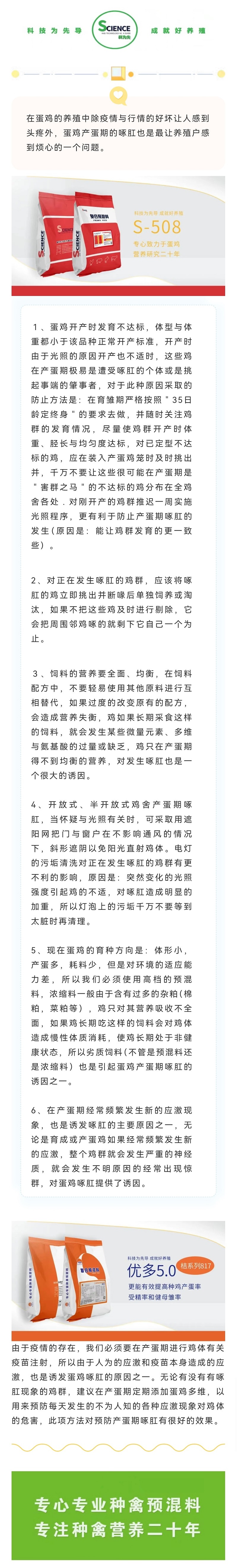蛋鸡啄肛的原因与对策
