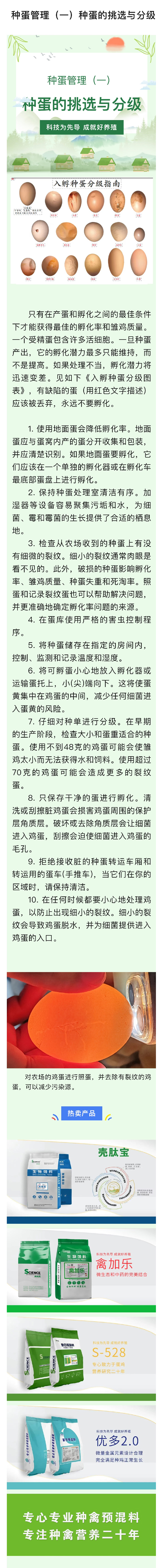 种蛋的挑选和分级