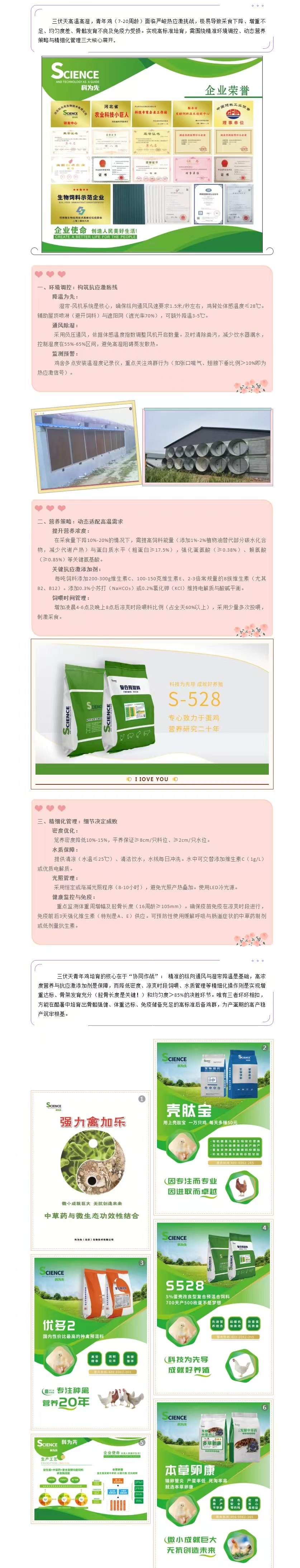 三伏天高标准青年鸡培育实战指南