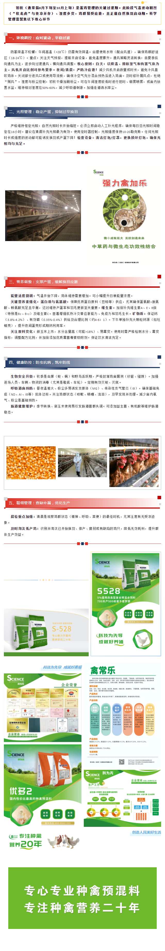蛋鸡初秋精细化饲养管理要点（聚焦8-10月）