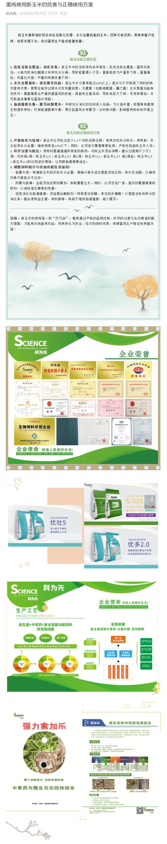 蛋鸡使用新玉米的危害与正确使用方案